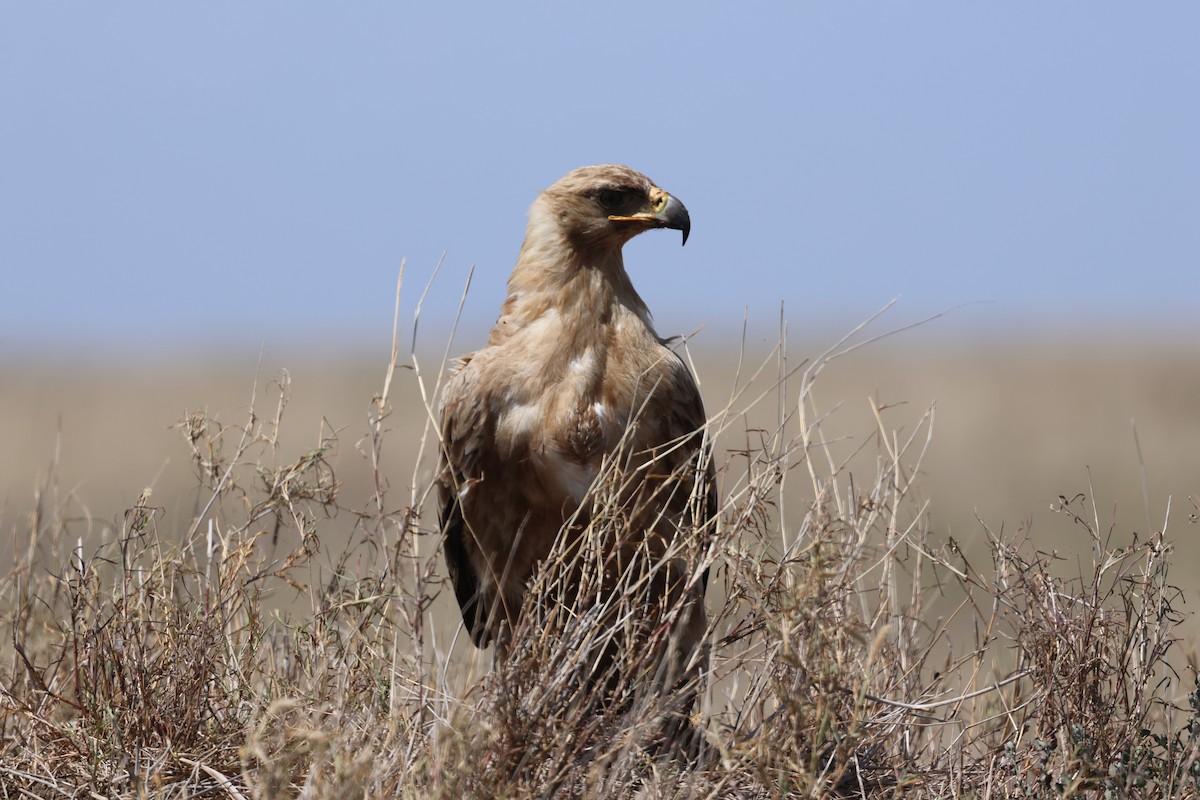 Tawny Eagle - ML647287101