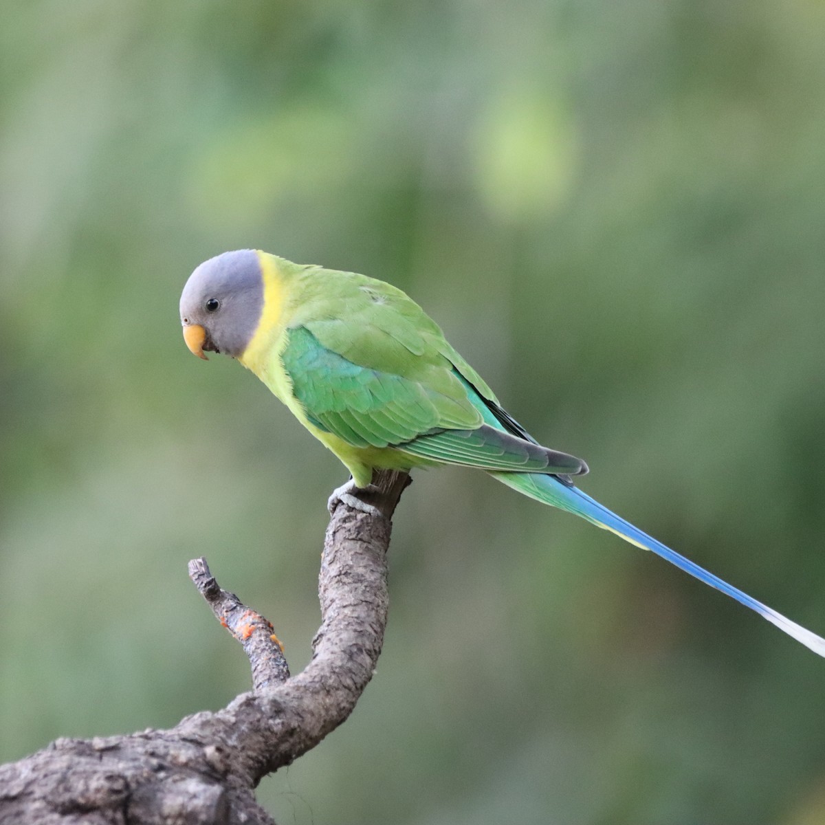 Perruche à tête prune - ML647287116