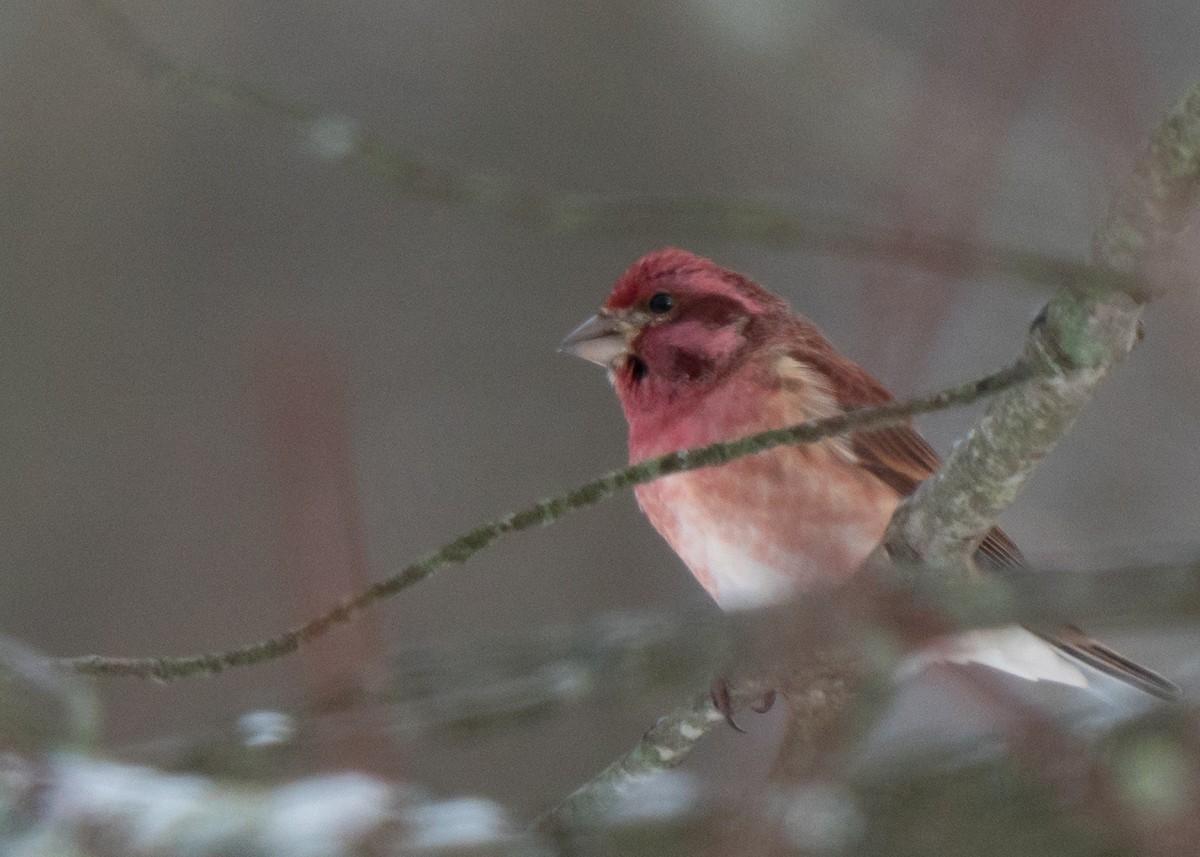 Purple Finch - ML647287125