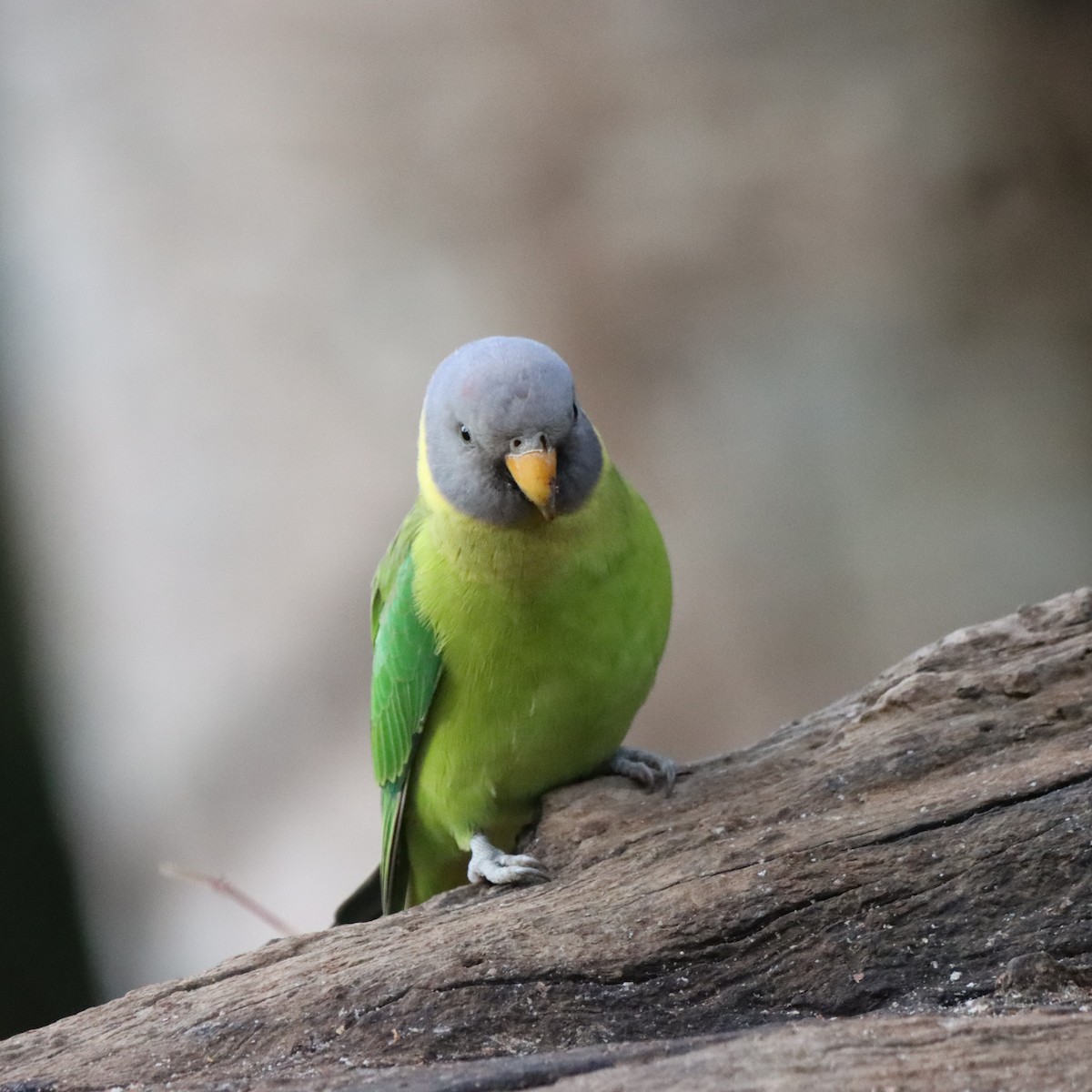 Perruche à tête prune - ML647287130
