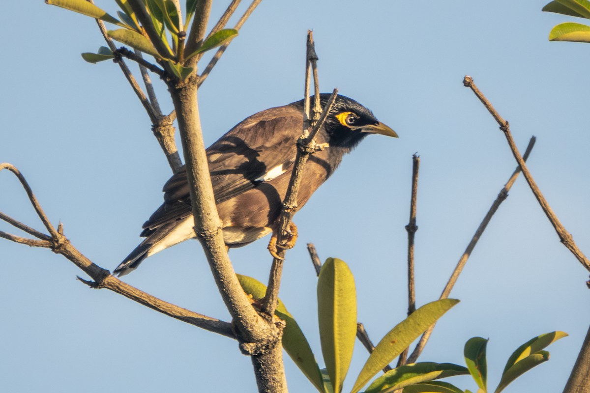 Common Myna - ML647287133