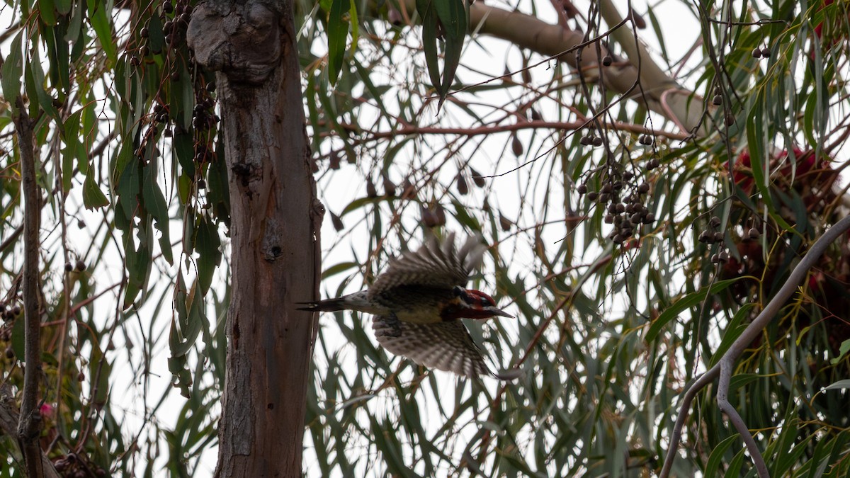 Red-naped Sapsucker - ML647287137