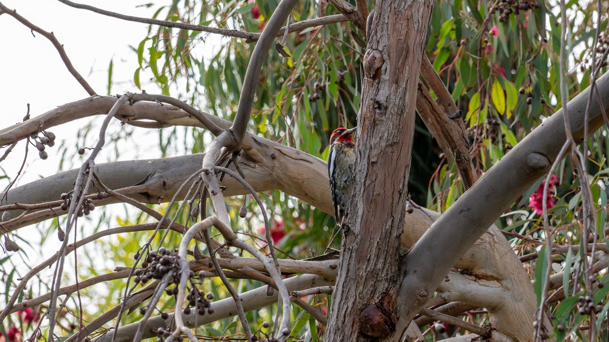 Red-naped Sapsucker - ML647287138