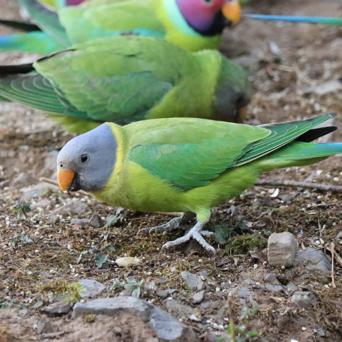 Perruche à tête prune - ML647287141