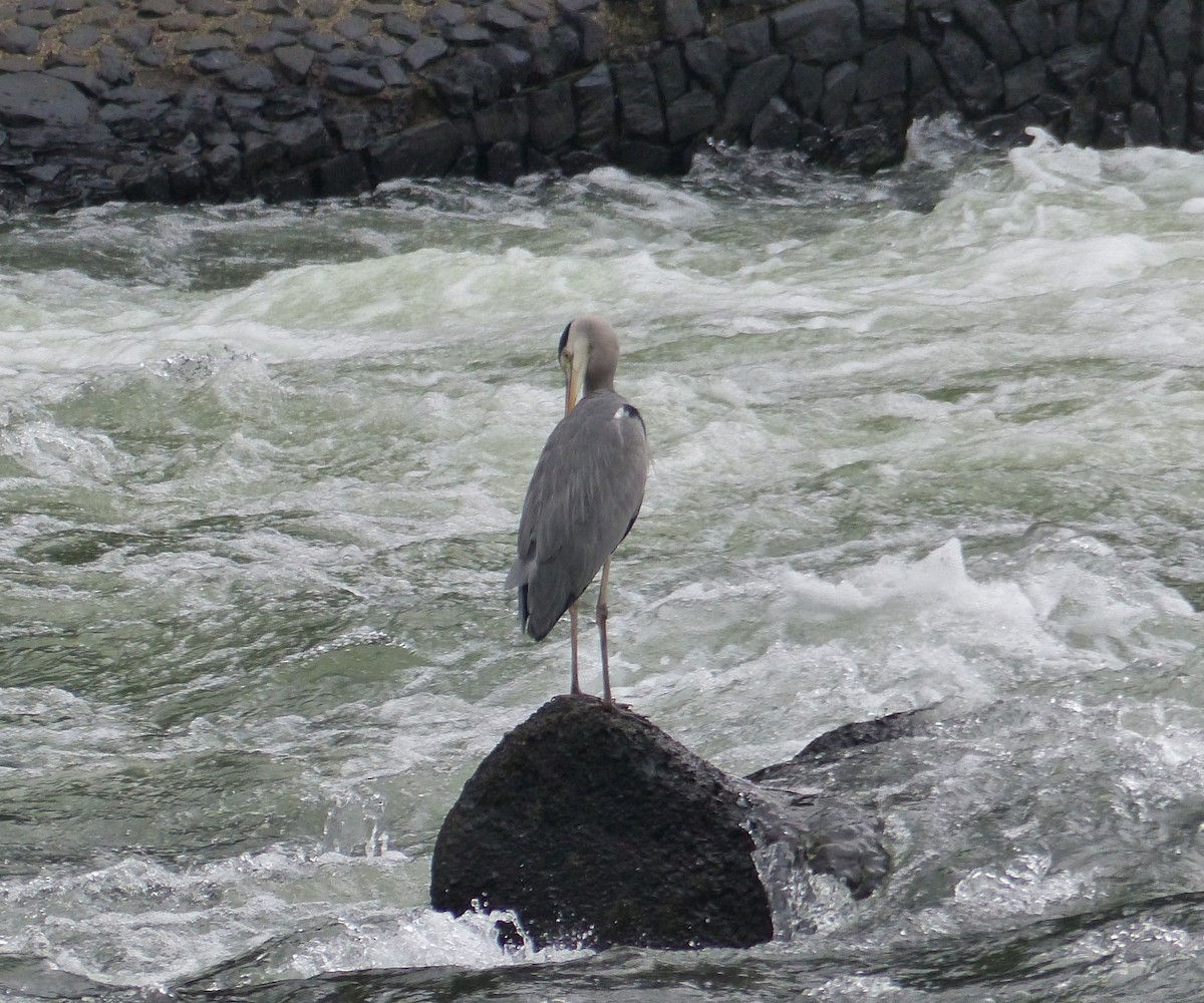 Чапля сіра - ML647287145