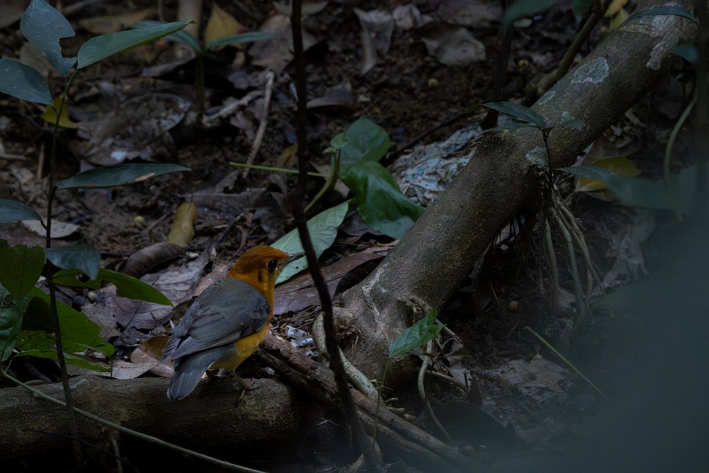 ravtrost - ML647287150