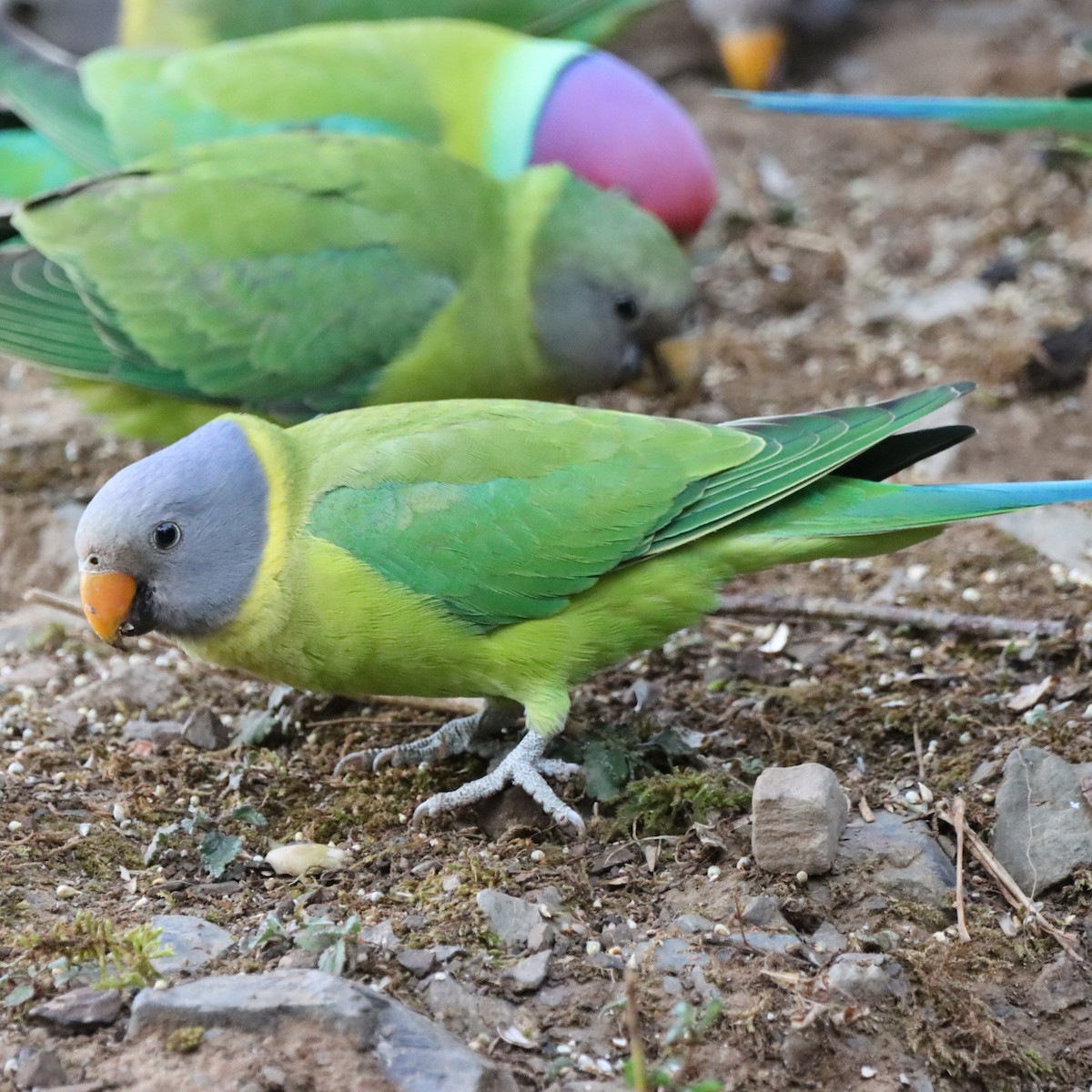 Perruche à tête prune - ML647287159