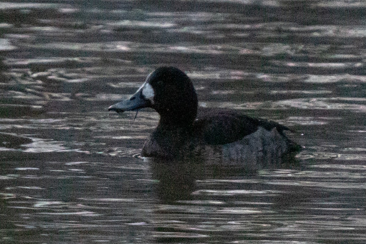 斑背潛鴨 - ML647287165