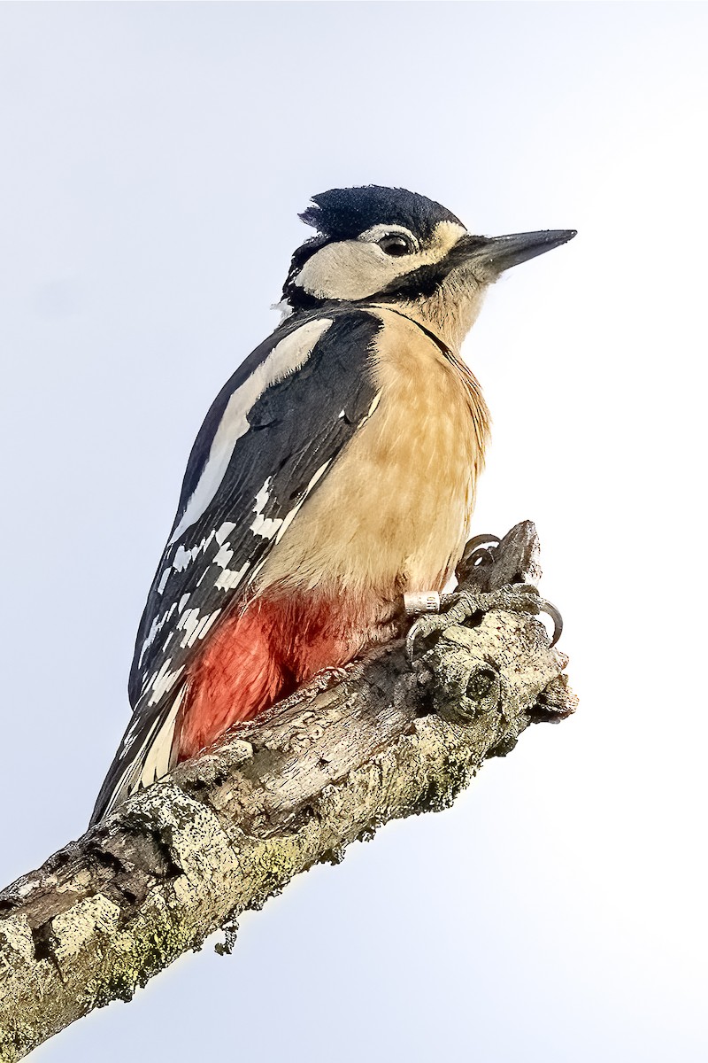 Дятел звичайний - ML647287166