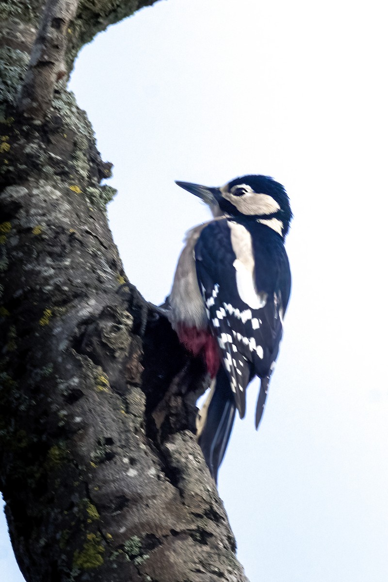 Дятел звичайний - ML647287167