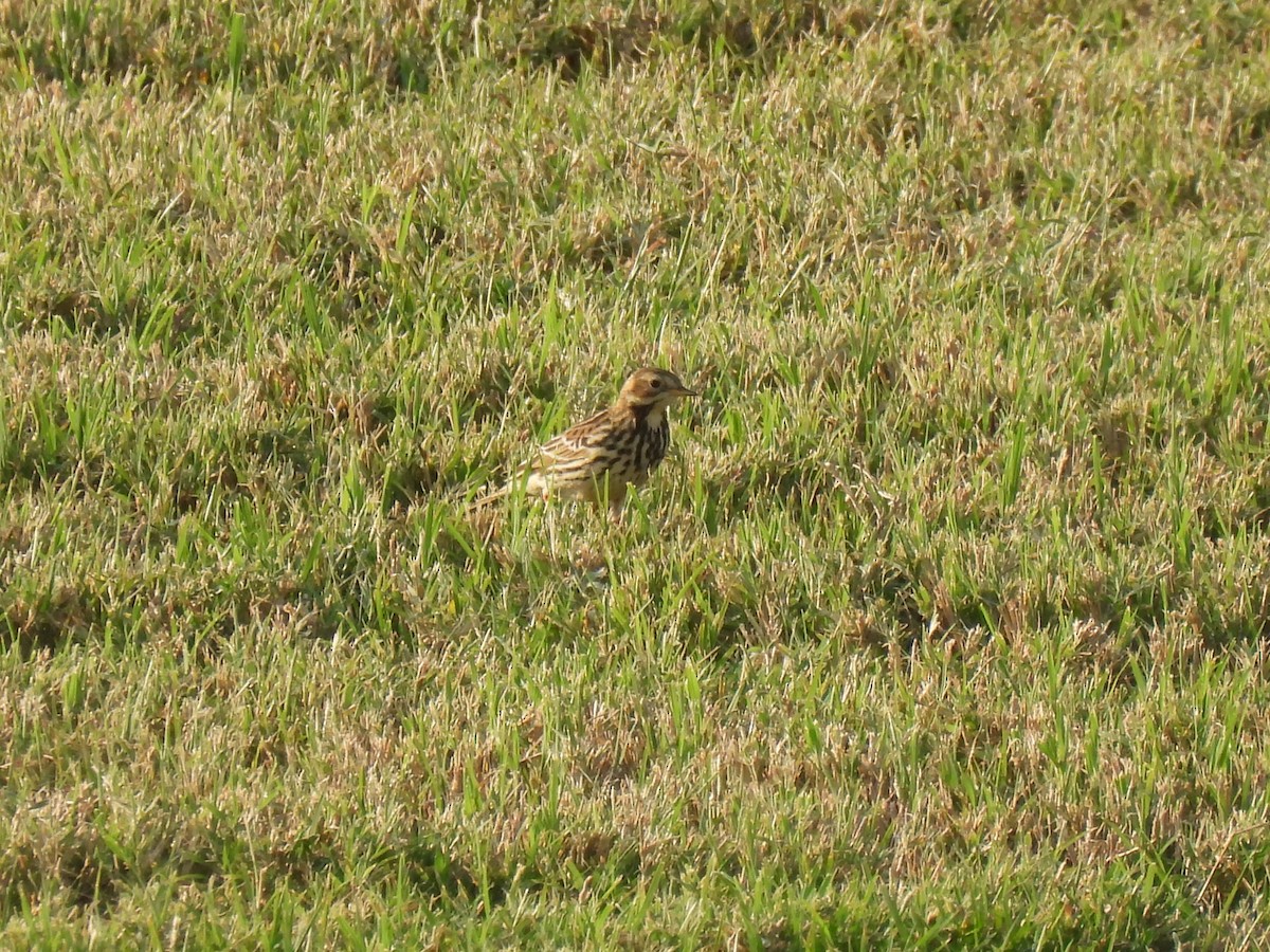 Зосон гүеэт шийхнүүхэй - ML647287168