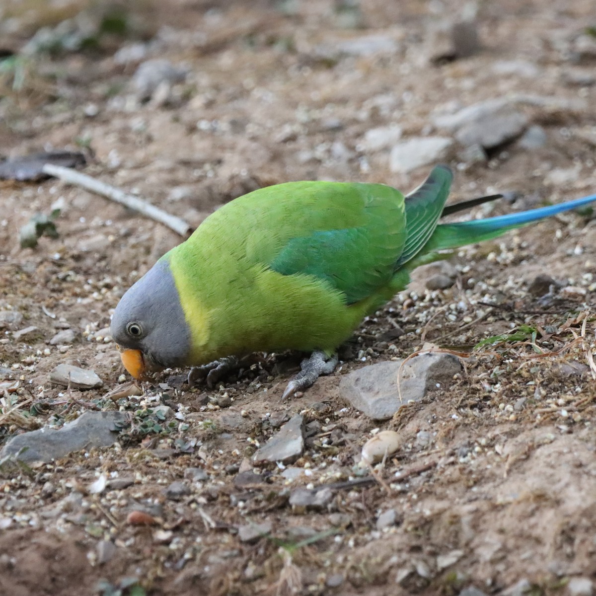 Perruche à tête prune - ML647287169