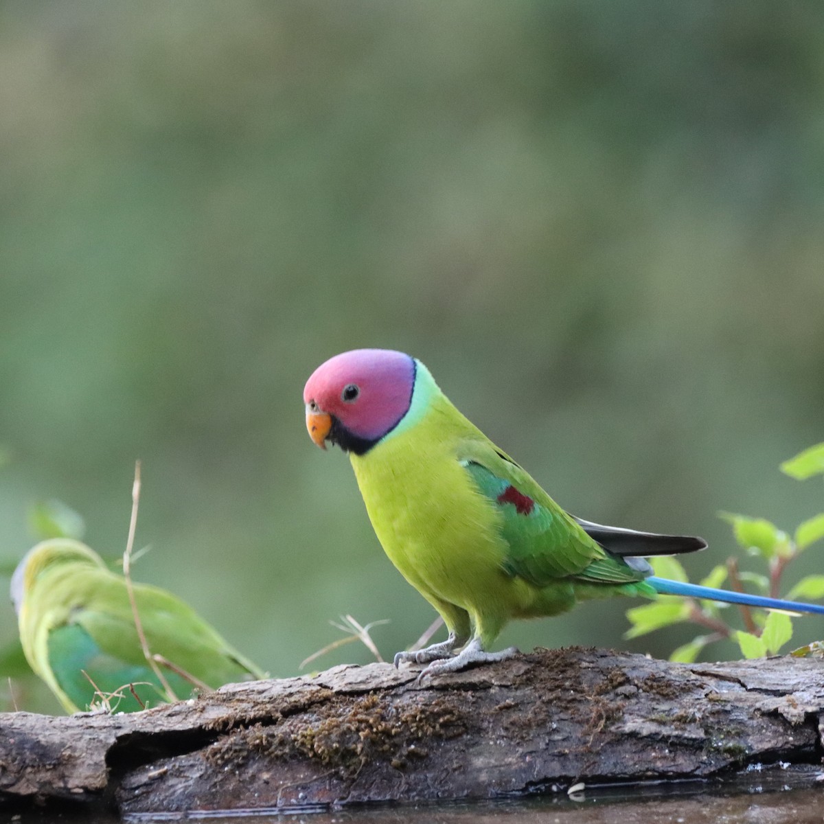 Perruche à tête prune - ML647287176