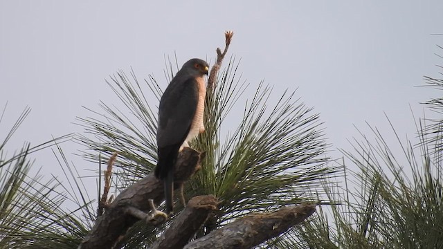 Shikra - ML647287180