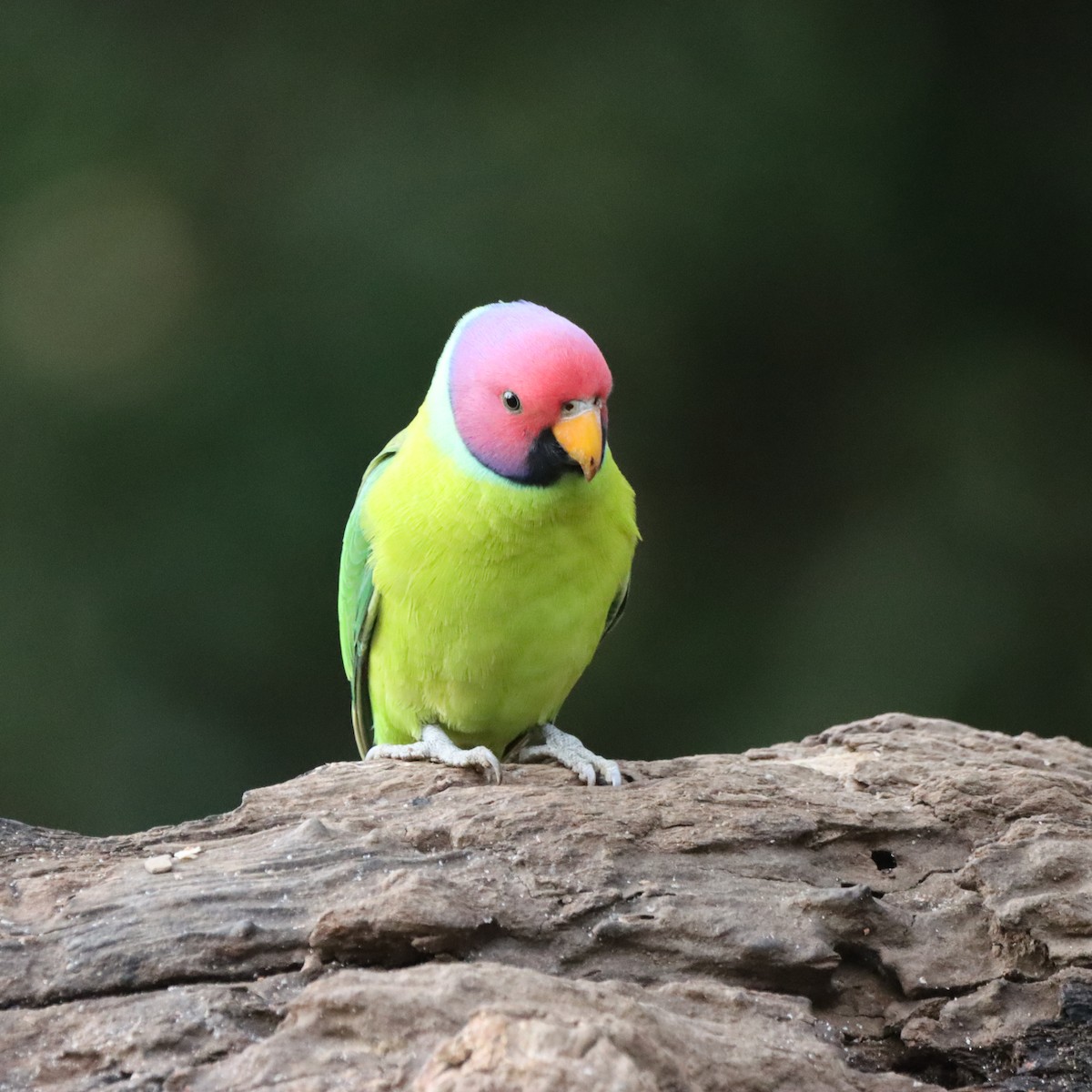 Perruche à tête prune - ML647287193