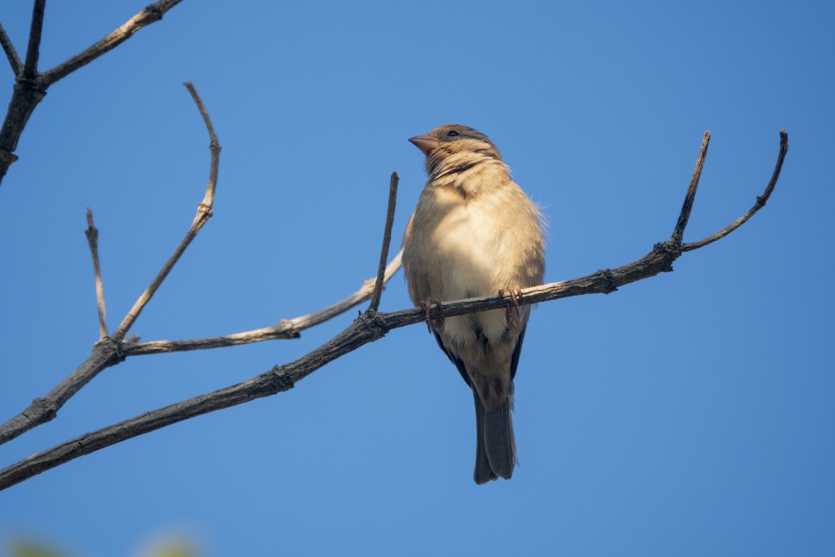 House Sparrow - ML647287199