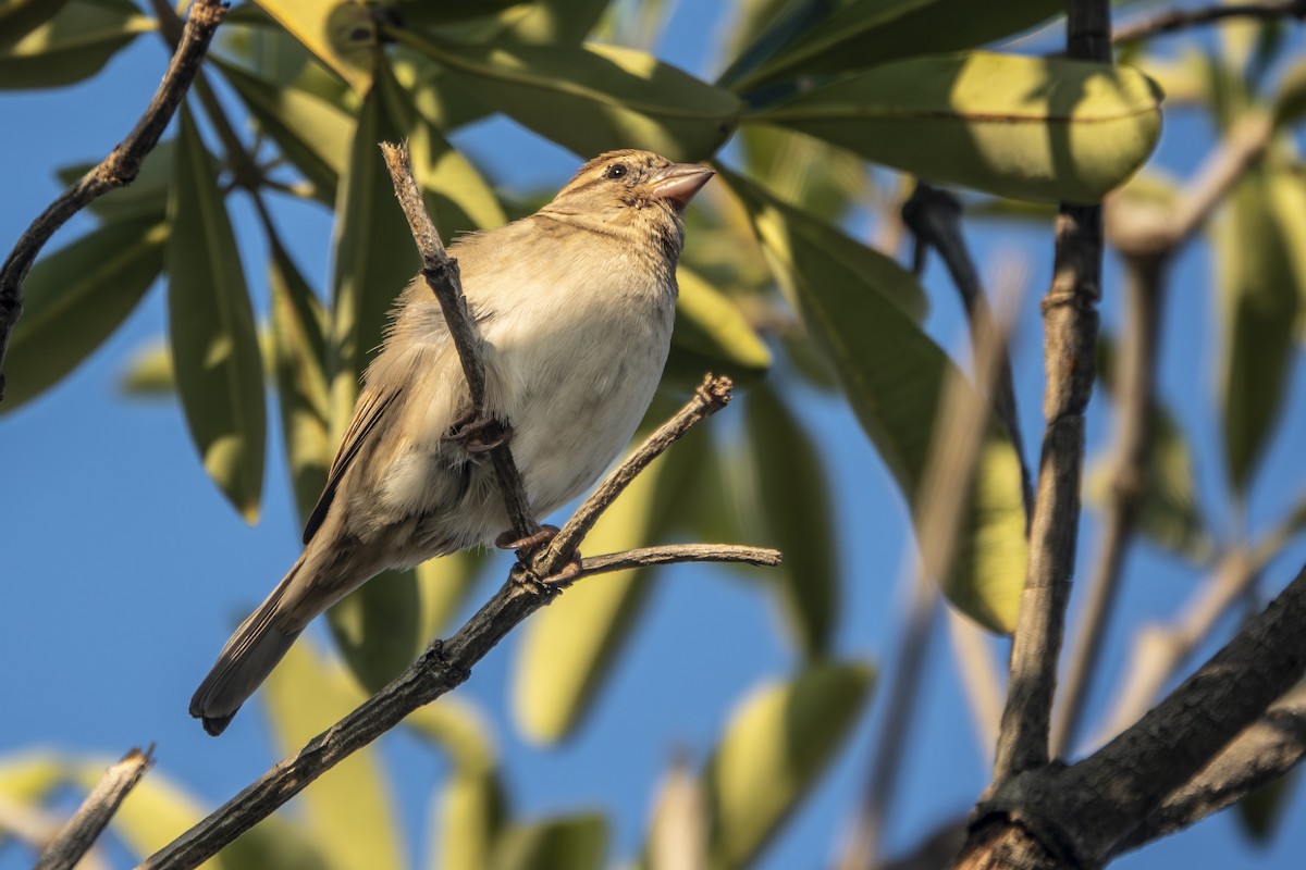 House Sparrow - ML647287200