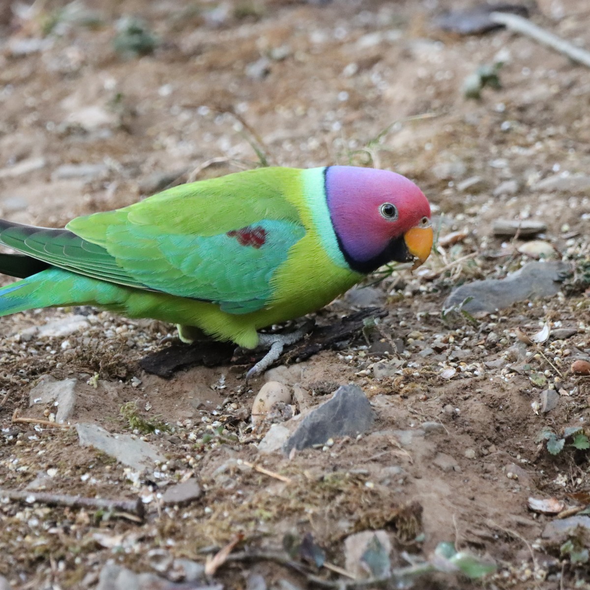 Plum-headed Parakeet - ML647287206
