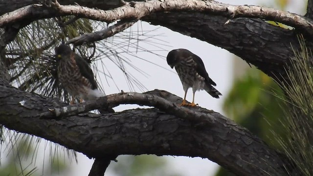 Shikra - ML647287207