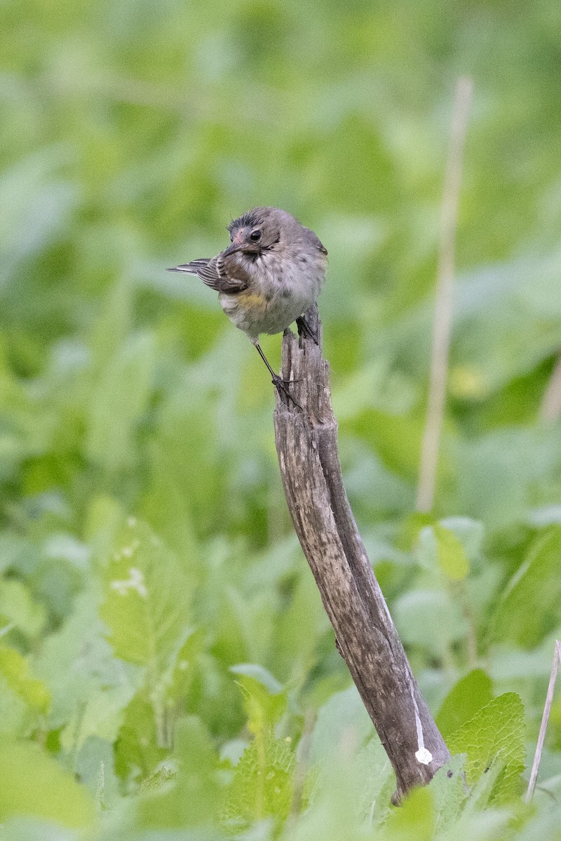 Yellow-rumped Warbler - ML647287208