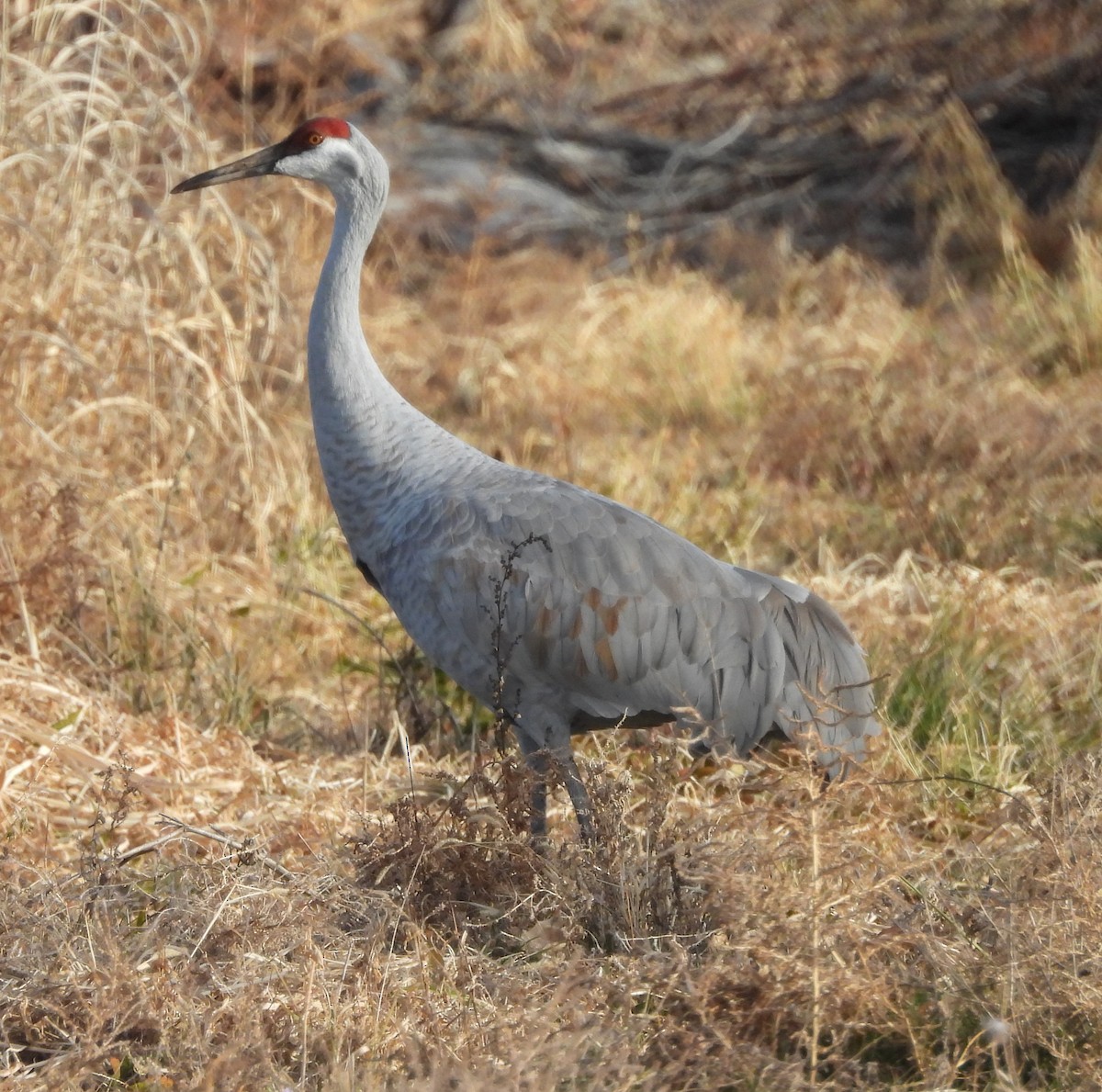 Grulla Canadiense - ML647287209