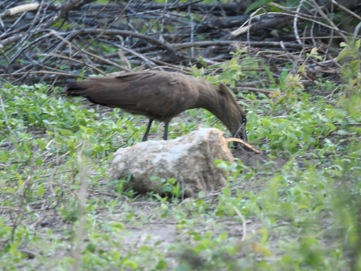 Hamerkop - ML647287211