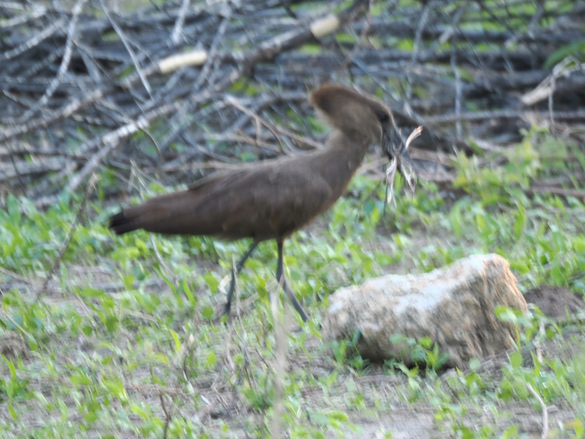 Hamerkop - ML647287212