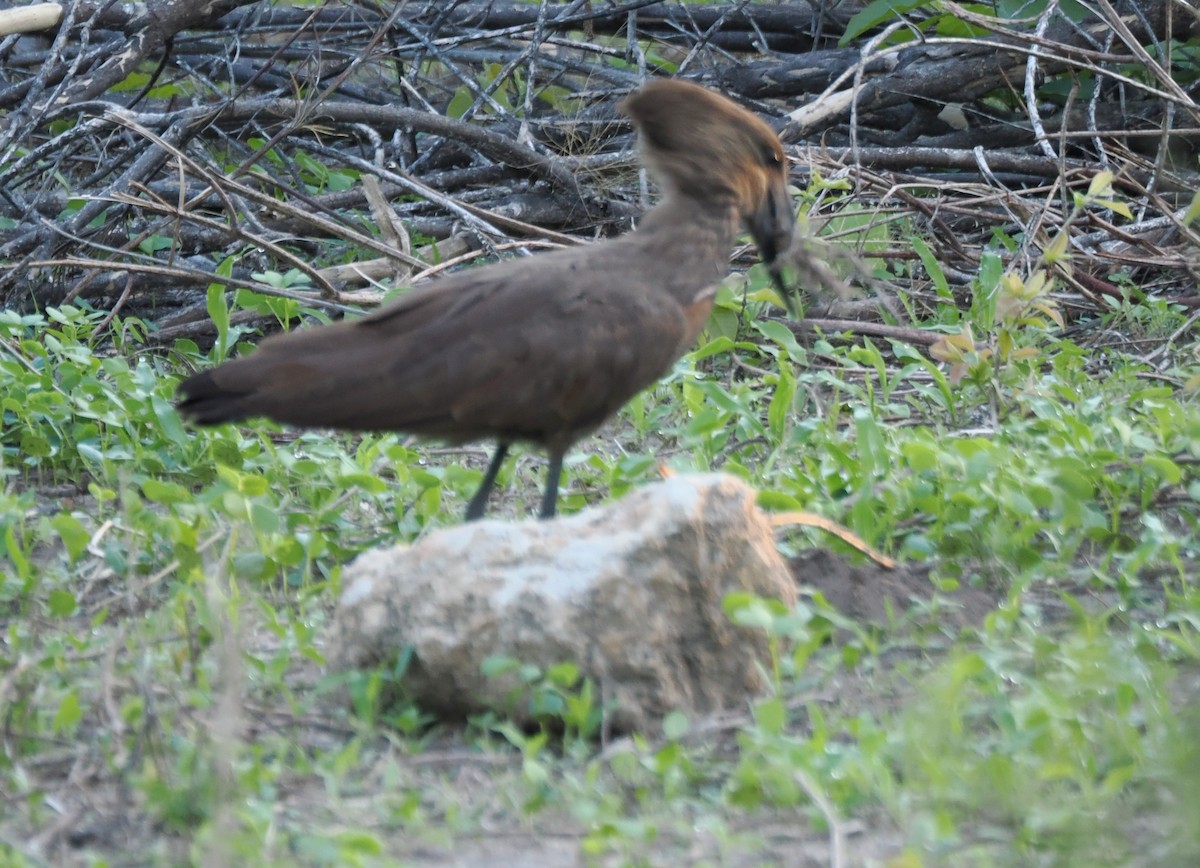 Hamerkop - ML647287213