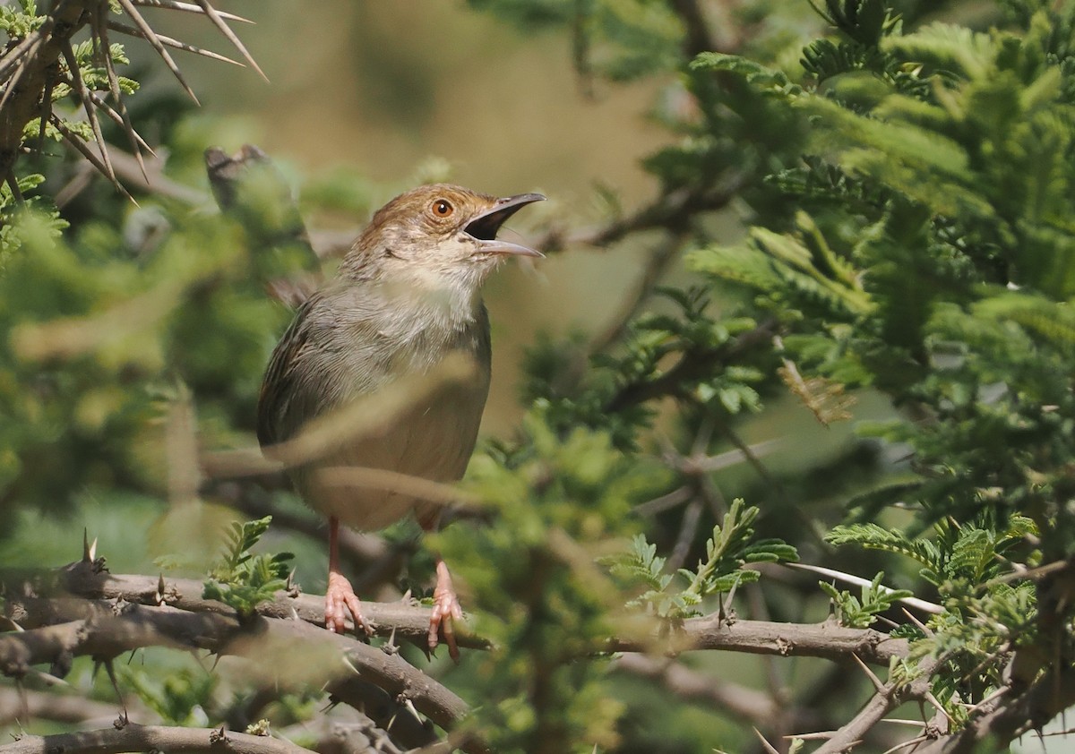 Lynes's Cisticola - ML647287218