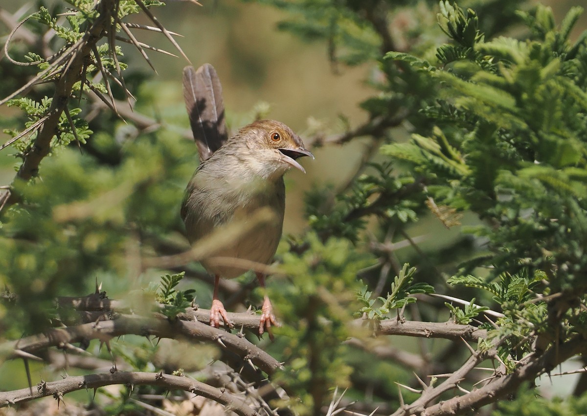 Lynes's Cisticola - ML647287219