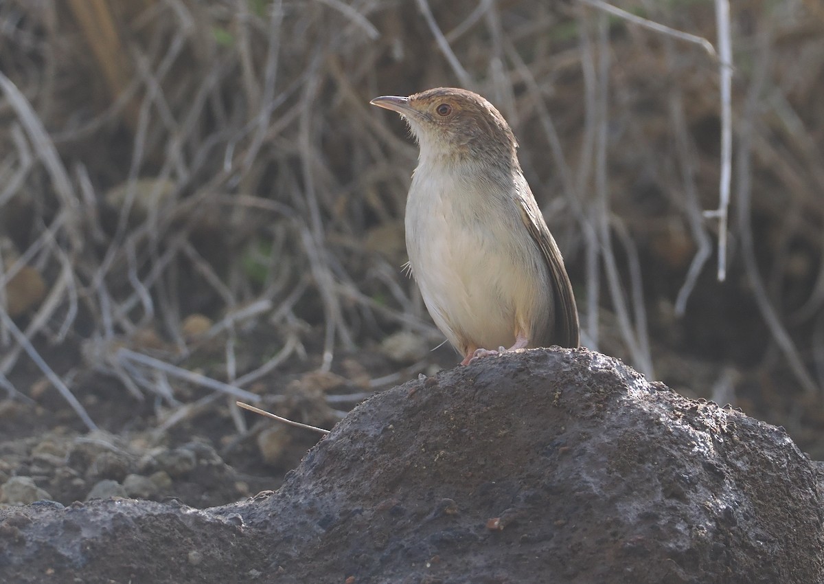 Lynes's Cisticola - ML647287220