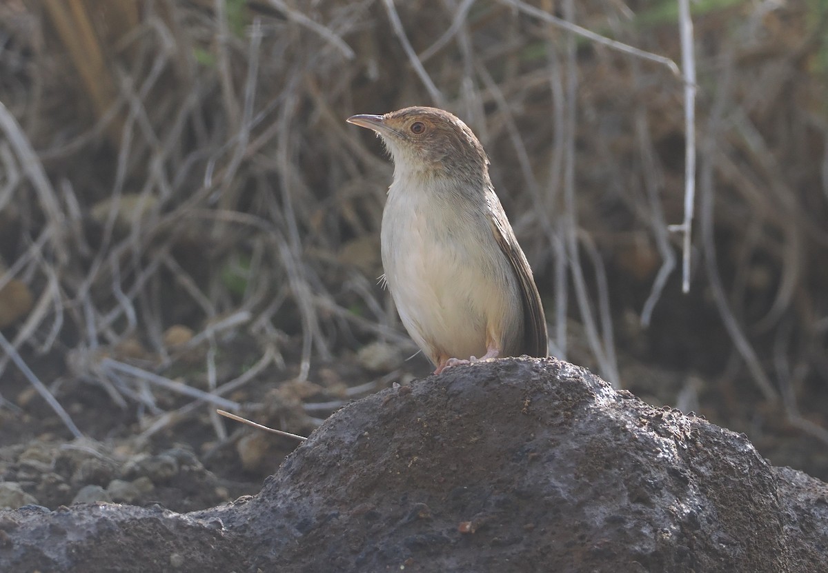 Lynes's Cisticola - ML647287221