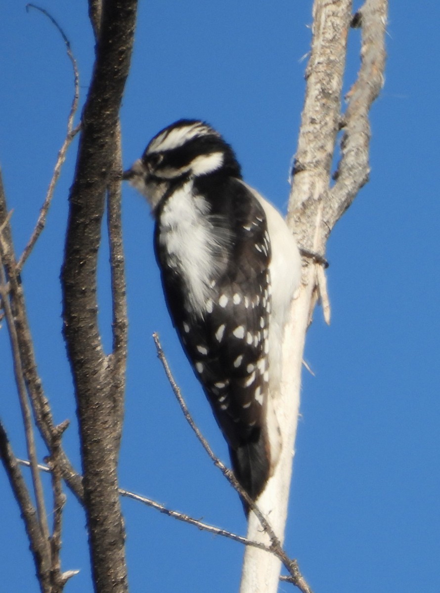 Downy Woodpecker - ML647287222