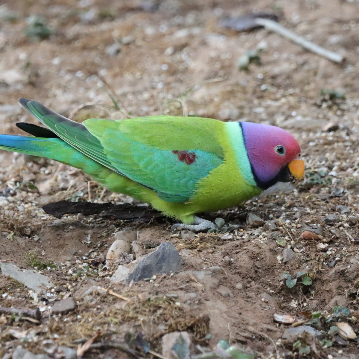 Plum-headed Parakeet - ML647287223