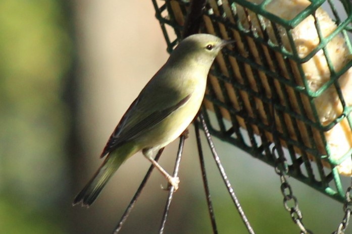 Orange-crowned Warbler - ML647287224