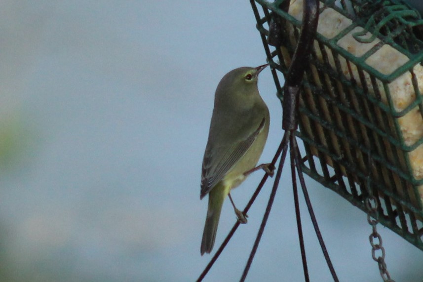 Orange-crowned Warbler - ML647287225