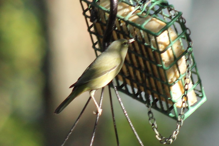 Orange-crowned Warbler - ML647287226