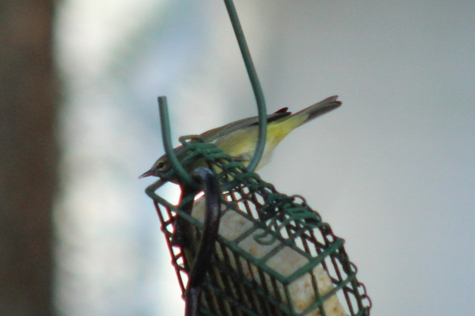 Orange-crowned Warbler - ML647287227