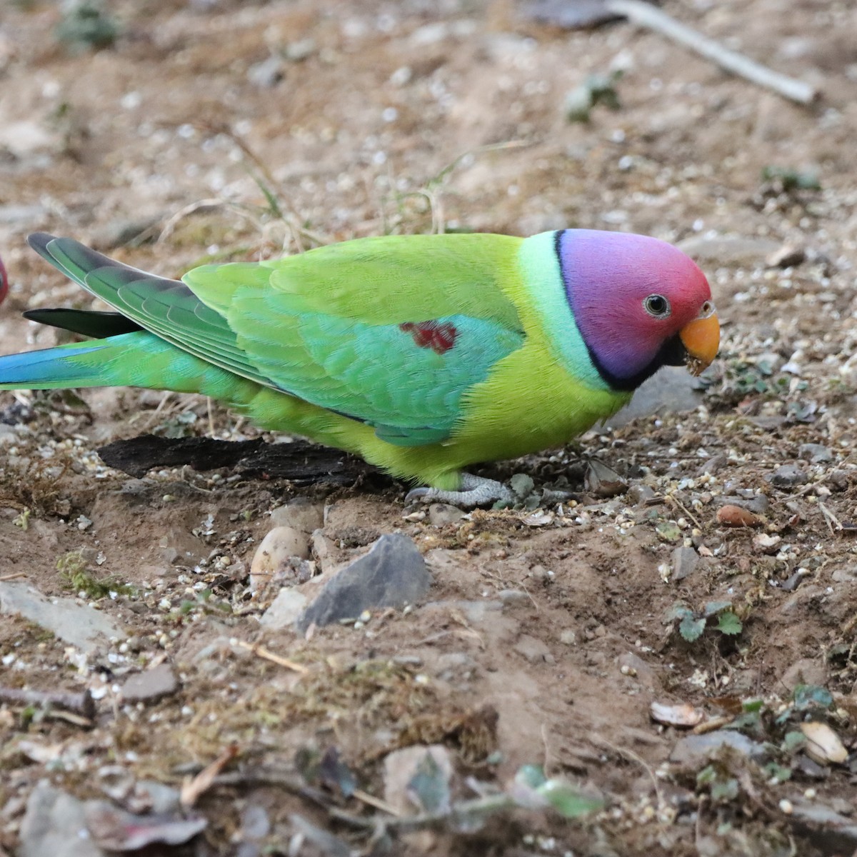 Plum-headed Parakeet - ML647287229