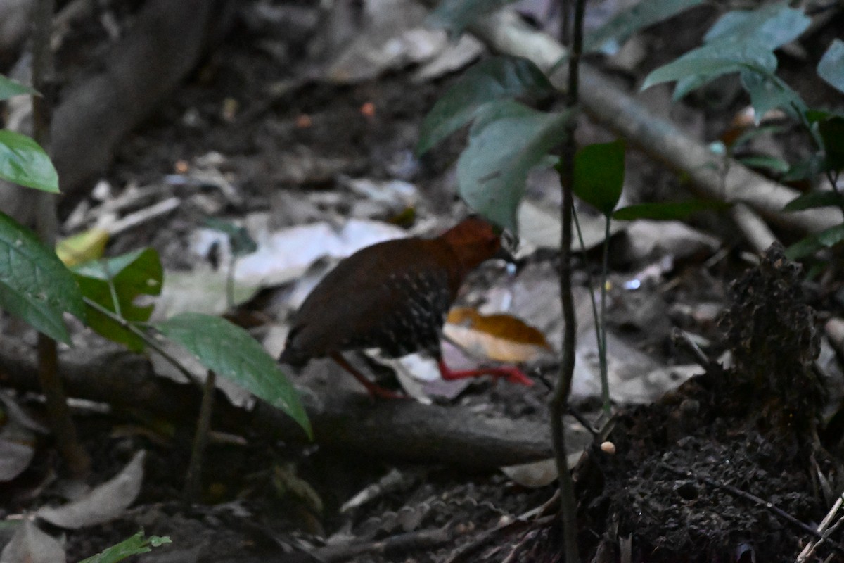 Red-legged Crake - ML647287230