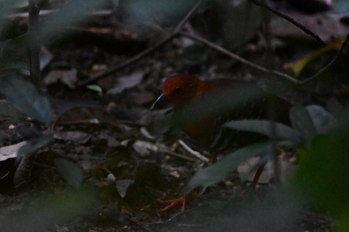 Red-legged Crake - ML647287231