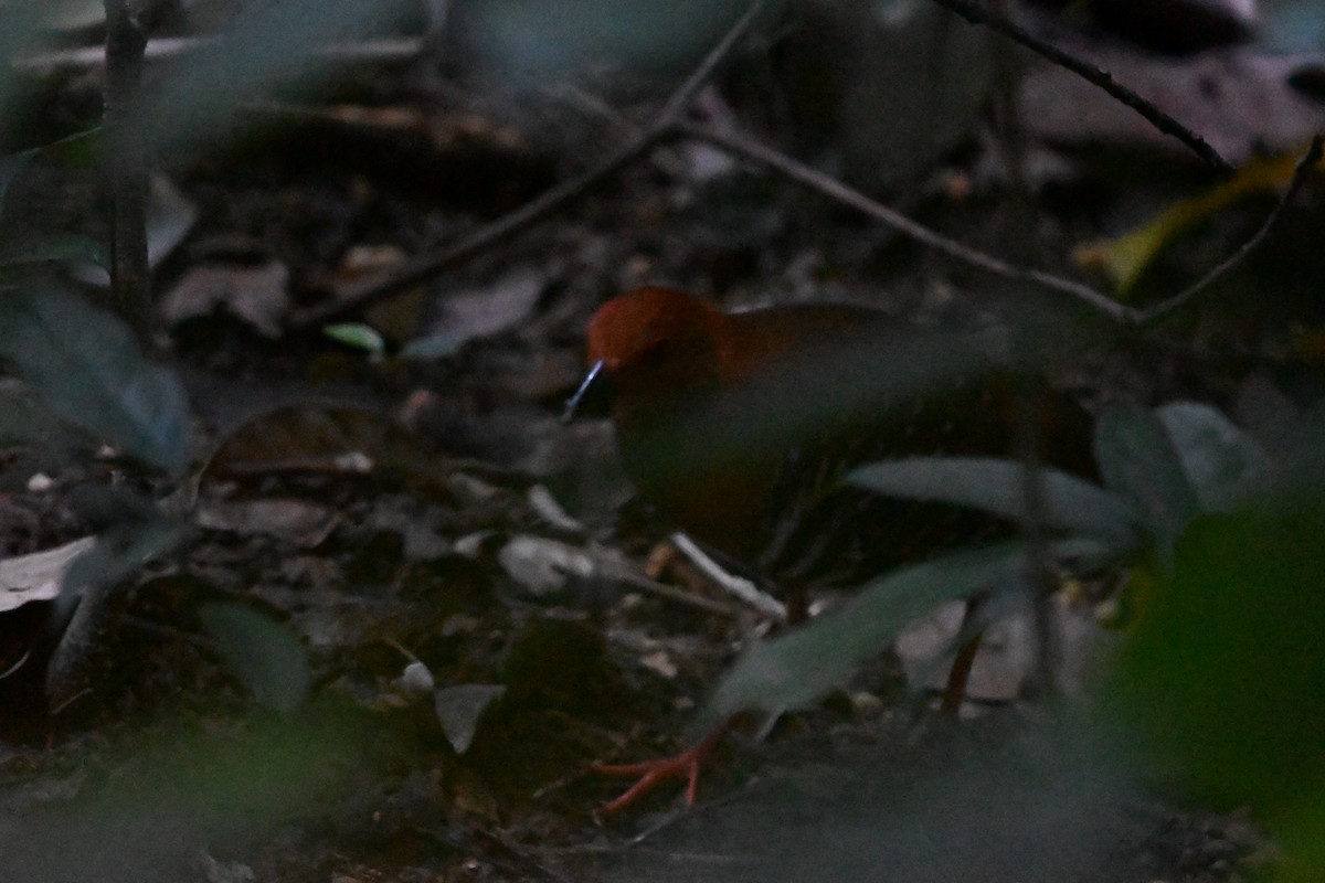 Red-legged Crake - ML647287232