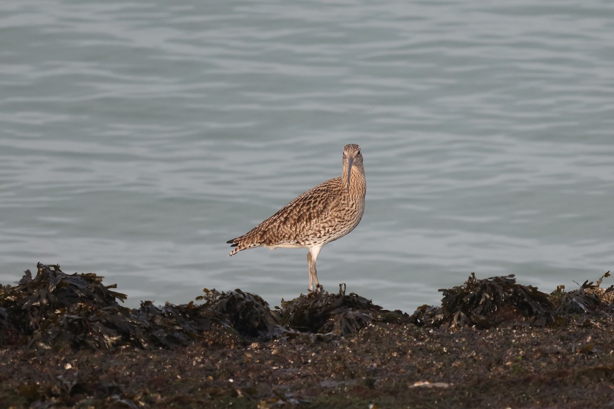 Eurasian Curlew - ML647287233