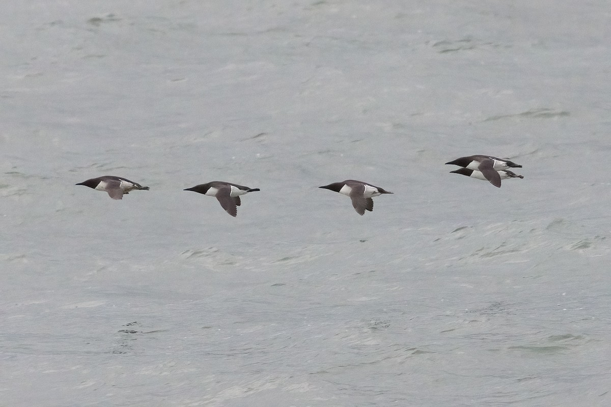 Common Murre - ML647287234