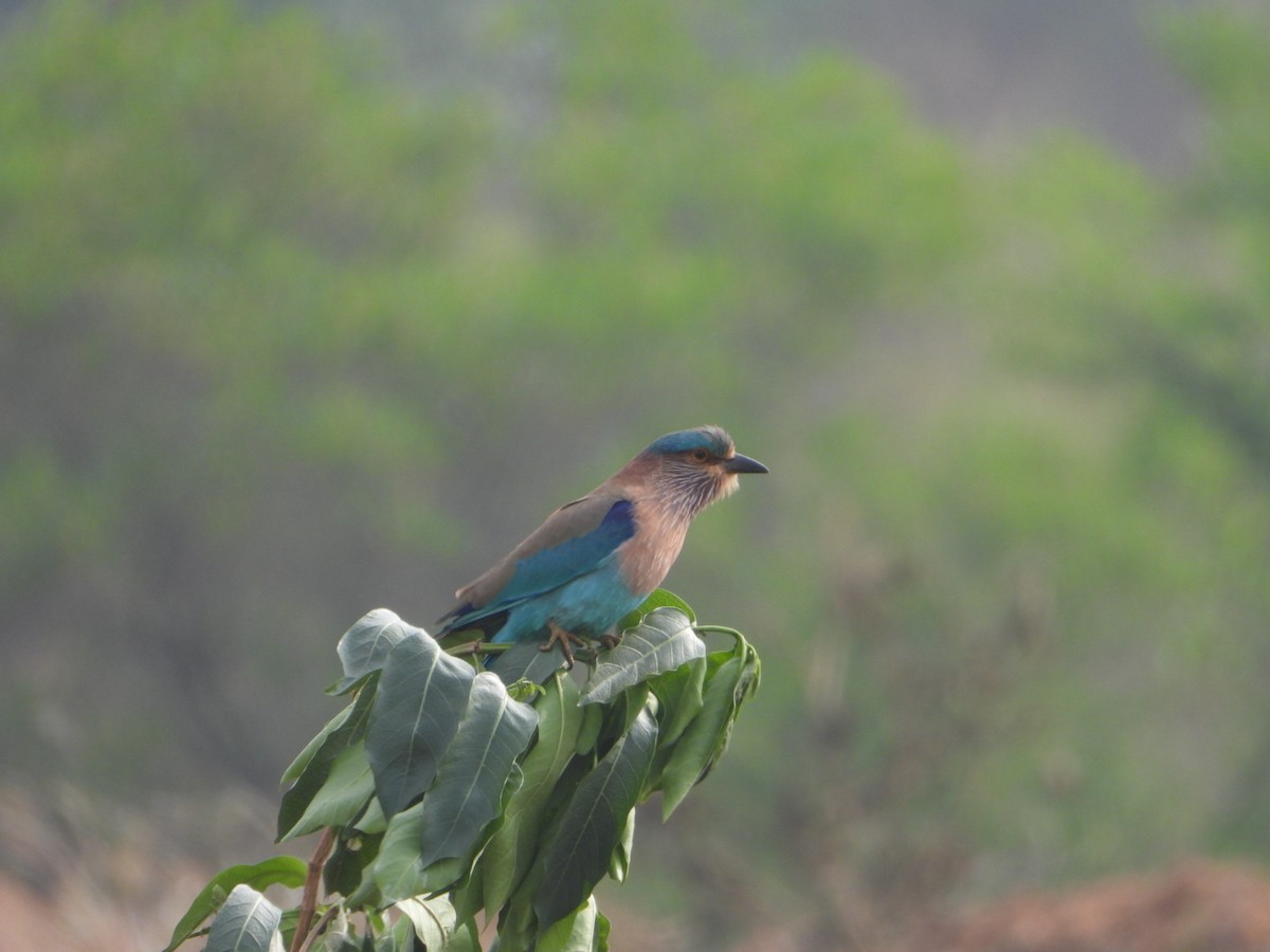 Indian Roller - ML647287235