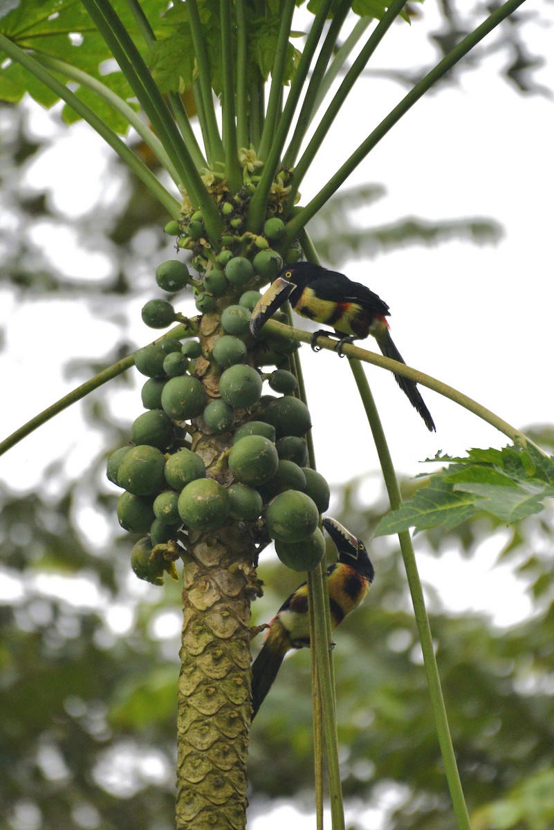 Collared Aracari - ML647287236