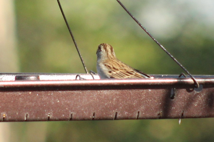 Chipping Sparrow - ML647287237