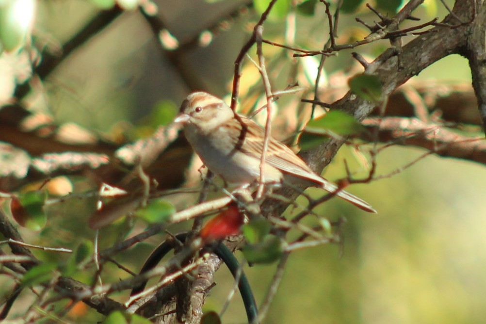 Chipping Sparrow - ML647287238