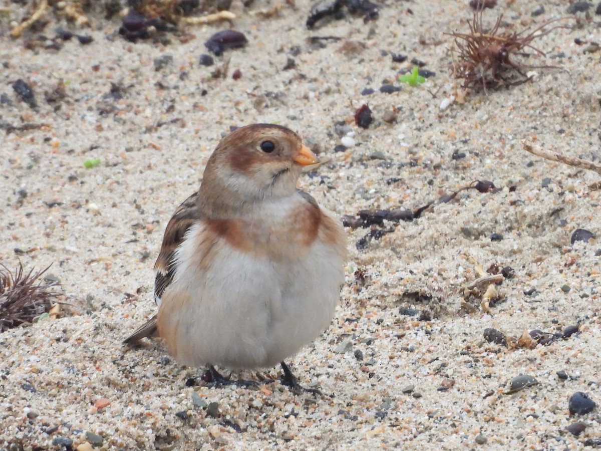 Snow Bunting - ML647287239