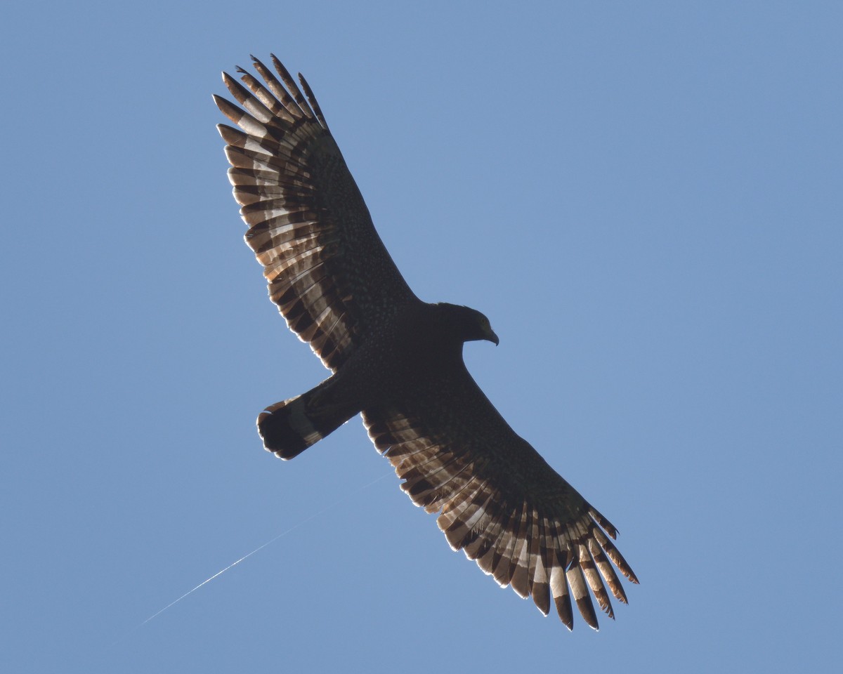 Crested Serpent-Eagle - ML647287240
